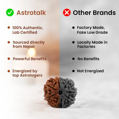 Nepal Origin 5 Mukhi Rudraksha Bead - Free Gift