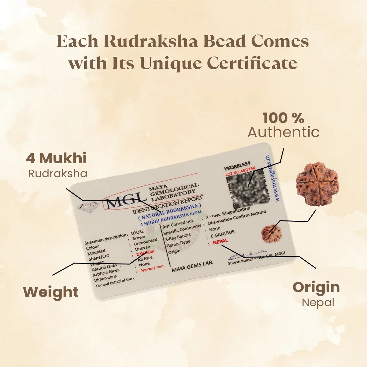Kashi Siddh Nepal Origin 4 Mukhi Rudraksha -  18mm - 22mm