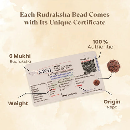 Kashi Siddh Nepal Origin 6 Mukhi Rudraksha -  18mm - 22mm