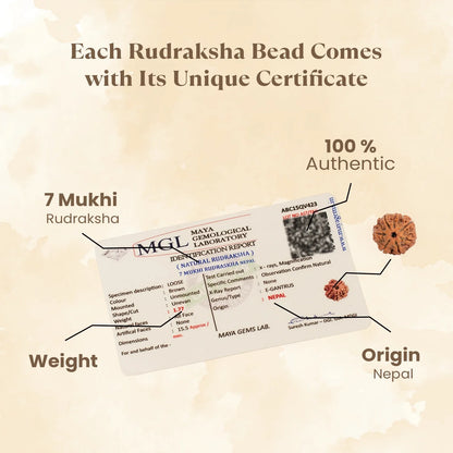 Kashi Siddh Nepal Origin 7 Mukhi Rudraksha -  18mm - 22mm