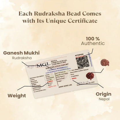 Kashi Siddh Nepal Origin Ganesh Mukhi Rudraksha -  18mm - 22mm
