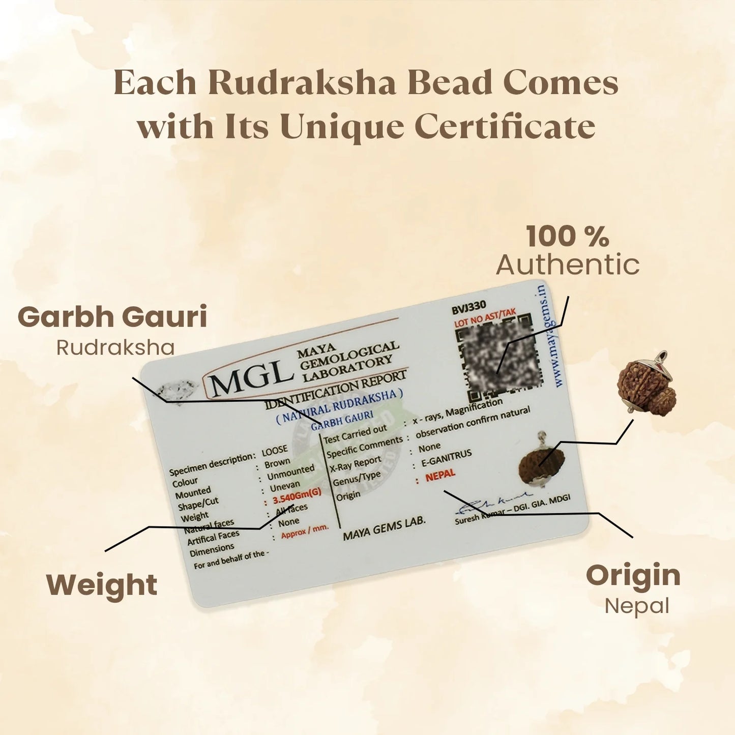 Kashi Siddh Nepal Origin Garbh Gauri Rudraksha - 18mm - 22mm