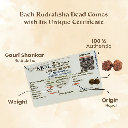 Kashi Siddh Nepal Origin Gauri Shankar Rudraksha -  18mm - 22mm